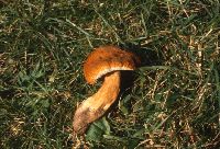 Gyroporus castaneus image