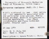 Gyroporus castaneus image