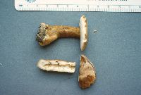 Gyroporus castaneus image