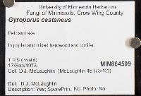 Gyroporus castaneus image