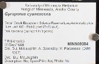 Gyroporus cyanescens image