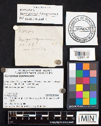 Gyroporus cyanescens image