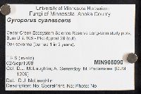 Gyroporus cyanescens image