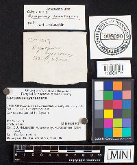 Gyroporus cyanescens image