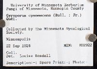 Gyroporus cyanescens image