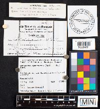 Gyroporus cyanescens image