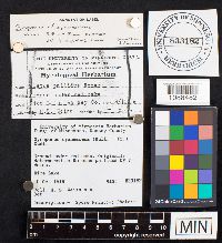 thumbnail image of current specimen