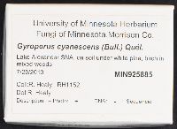 Gyroporus cyanescens image