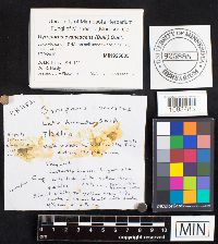 Gyroporus cyanescens image