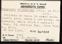 Gyroporus cyanescens image