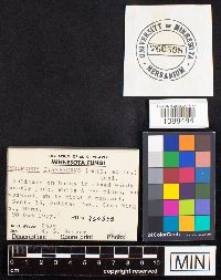 Gyroporus cyanescens image