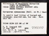 Gyroporus cyanescens image