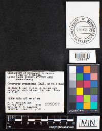 Gyroporus cyanescens image