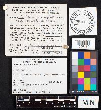 Gyroporus cyanescens image