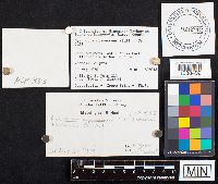 Gyroporus cyanescens image