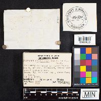 Gyroporus cyanescens image