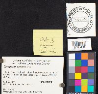 Gyroporus cyanescens image