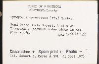 Gyroporus cyanescens image