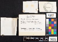 Gyroporus cyanescens image