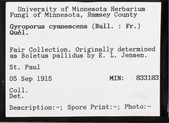 Gyroporus cyanescens image
