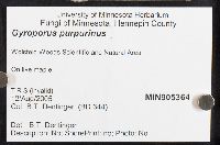 Gyroporus purpurinus image