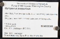 Gyroporus purpurinus image