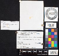 Gyroporus purpurinus image