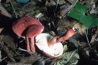 Gyroporus purpurinus image