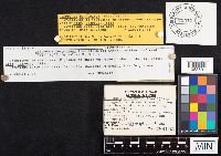 Gyroporus purpurinus image