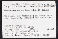 Gyroporus purpurinus image