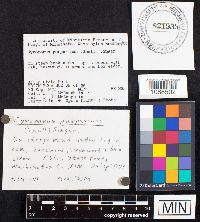 Gyroporus purpurinus image