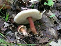 Gyroporus purpurinus image