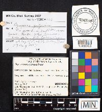 Gyroporus purpurinus image