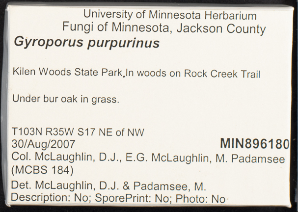 Gyroporus purpurinus image