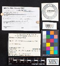 Gyroporus purpurinus image