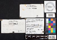 Gyroporus cyanescens image