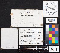 Gyroporus cyanescens image