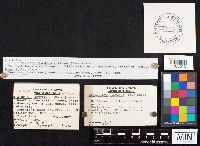 Hapalopilus nidulans image