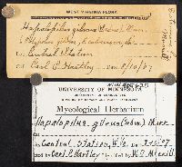 (linked from Hapalopilus gilvus) Phellinus gilvus image