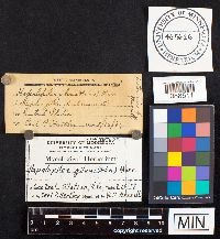 (linked from Hapalopilus gilvus) Phellinus gilvus image