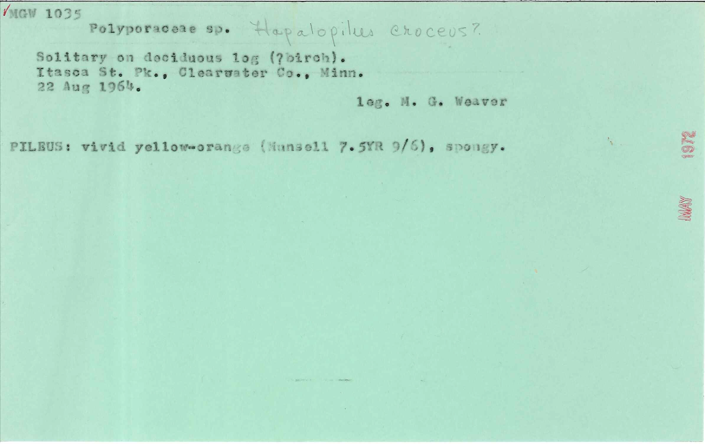 Hapalopilus croceus image