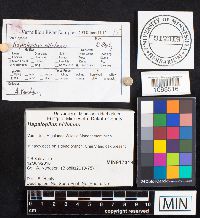 Hapalopilus nidulans image