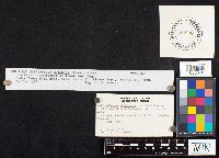 Hapalopilus nidulans image