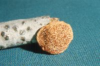 Hapalopilus nidulans image