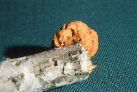 Hapalopilus nidulans image