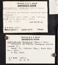 Hapalopilus nidulans image