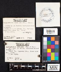 Hapalopilus nidulans image