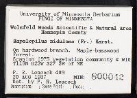 Hapalopilus nidulans image