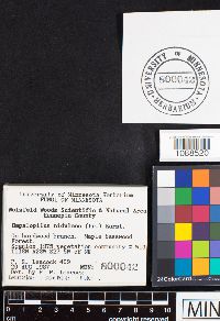 Hapalopilus nidulans image