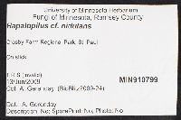 Hapalopilus nidulans image